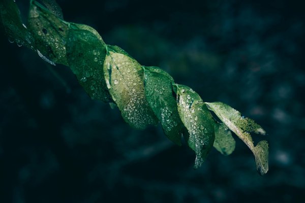 Les multiples vertus de la caroube ighma à découvrir